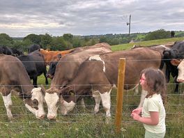 Cows