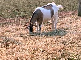 Goat