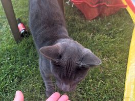 Local cat