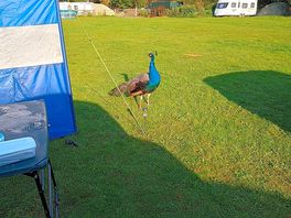 The peacock just checking in!