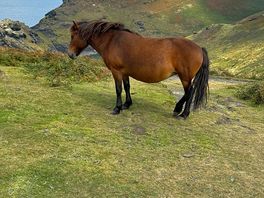 Ponies