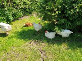 Roaming free range chickens
