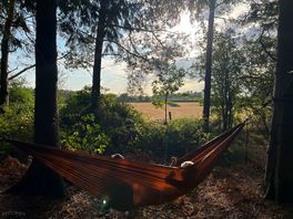 In the middle of the woods