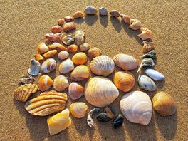 Muscheln ❤️🐚