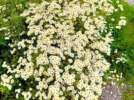 The daisies