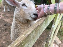 Sheep from the nearby field