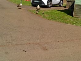 Wildlife