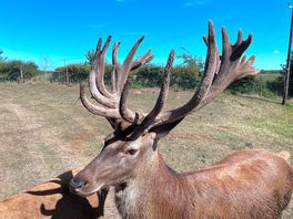 Deer safari