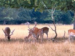 Surrounded by wildlife