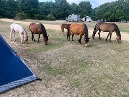 Some visitors