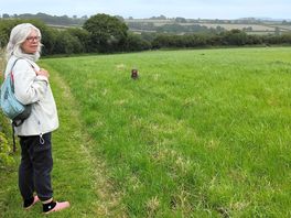 Dog walking field