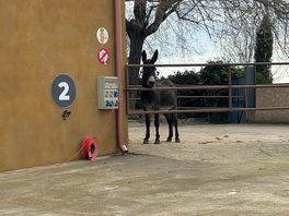 One of the donkeys checking out the motorhomes 😘