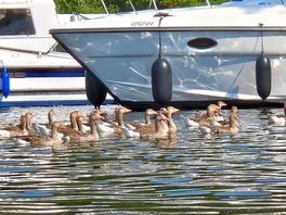 Wildlife in abundance