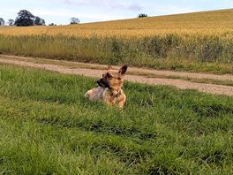 Happy & relaxed pooch