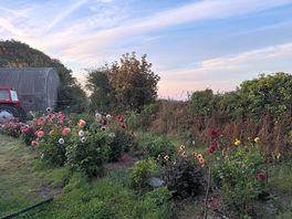Wild flowers with a herb garden!