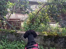 Watching the rabbits