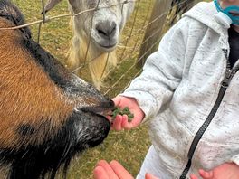 Feeding the goats