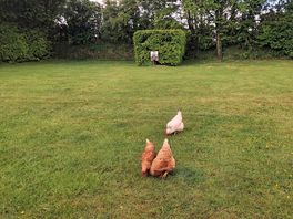 Breakfast guests 😊