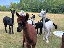 Alpacas