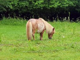 Shetland pony