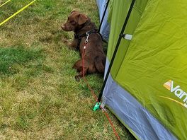 Pup enjoying his outdoors x