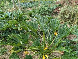 Vegetable plot