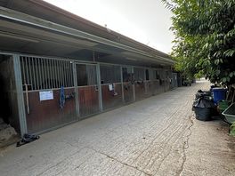 Można doglądać konie