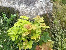 Sycamore gap, beginning to grow again