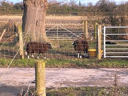 The goats - do not feed any of the farm animals