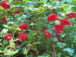 Hedgerows