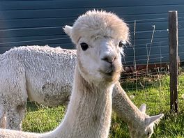 Curious alpaca