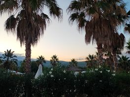 Palmbomen