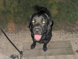 Bosco