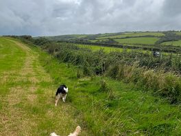 Walking the pooches