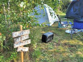 Chicken of the woods pitch
