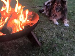 Happy camper