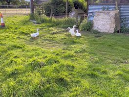 Duckies