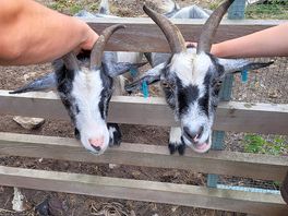 Friendly goats, who joined us for tea 😄