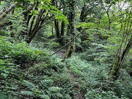 Little woodland walk with a tree swing just by the site.