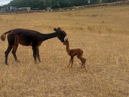 Hello mum