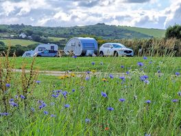 Wildflowers and pitches in the back