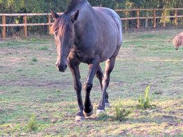 One of the resident horses who were really friendly.