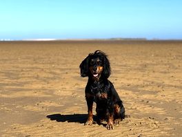 A happy dog, incredible beach, walk across the salt path, easy path if not a little muddy in places