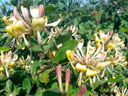 Honeysuckle!!