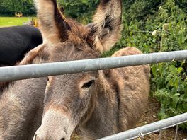 Donkeys at campsite