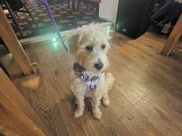 Dog in the pub