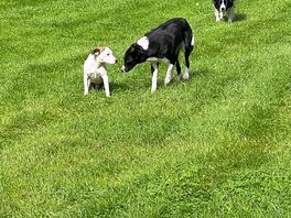 Local farm dogs