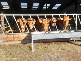 Cows