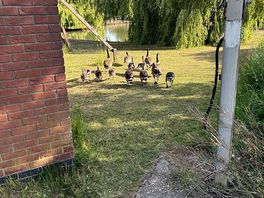 Ducks