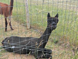 Alpacas 3